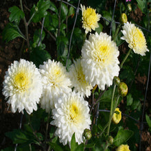 Chrysanthemum White - SEASONALS - Exotic Flora