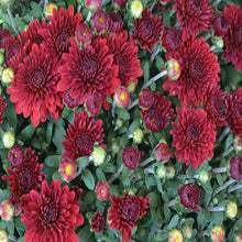 Chrysanthemum Dark Red - SEASONALS - Exotic Flora