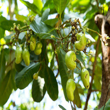 Cashew Nut Tree(Grafted)-Fruit Plants & Tree - Exotic Flora