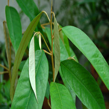 Durian Fruit - Fruit Plants & Tree - Exotic Flora