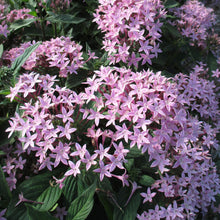 Pentas Violet - Flowering Plants