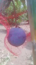 Blue-Mango Fruit plant and Tree