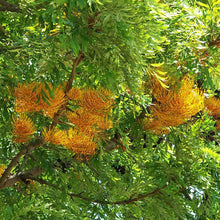 Sliver Oak/Grevillea robusta - Big Size Plants