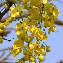 Cassia fistula / Indian laburnum - Avenue Trees