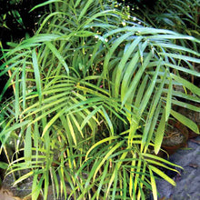 Chamaedorea Seifrizii Or Bamboo Palm - Indoor Air-Purifying - Exotic Flora