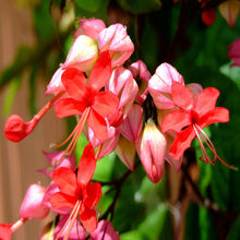 Bleeding Heart Vine Red- Creepers & Climbers - Exotic Flora