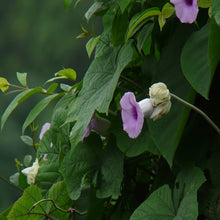Elephant Creeper-Creepers & Climbers - Exotic Flora