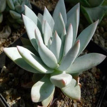 Echeveria 11-Gift Plants - Exotic Flora