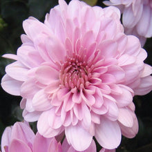 Chrysanthemum Pink - SEASONALS - Exotic Flora