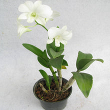 Dendrobium Orchid White - Flowering Plants - Exotic Flora