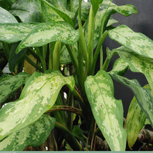 Aglaonema Malay Beauty - Indoor Plants - Exotic Flora