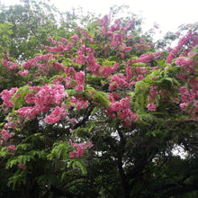 Cassia Javanica/Pink Shower Tree - Avenue Trees - Exotic Flora
