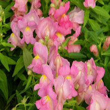 Antirrhinum Pink- SEASONALS - Exotic Flora