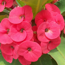 Euphorbia milii/Crown Of Thorns New Hybrids Pink - Cacti & Succulant - Exotic Flora