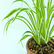 chlorophytum comosum/Yellow Spider Plant - Indoor Air-Purifying - Exotic Flora