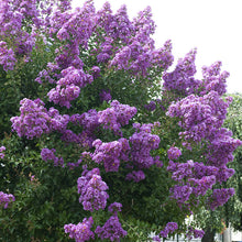 Lagerstroemia Purple - Big Size Plants