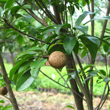 Sapota Cricket Ball (Grafted) - Big Size Plants