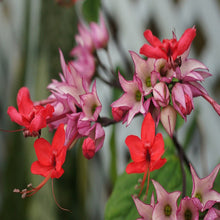 Bleeding Heart Vine Red- Creepers & Climbers - Exotic Flora