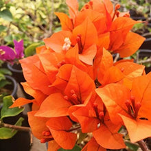 Bougainvillea orange- Flowering shrubs - Exotic Flora