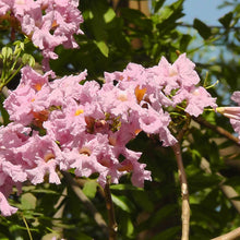 Tabubea Rosea Or Pink Trumpet - Big Size Plants