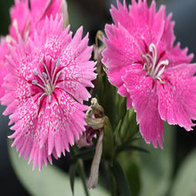 Dianthus Pink - SEASONALS - Exotic Flora