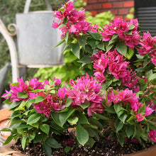 Bougainvillea Dwarf - Flowering Shrubs - Exotic Flora