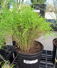 Bamboo grass Green - Ornamental Plants