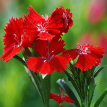 Dianthus Red - SEASONALS - Exotic Flora