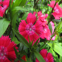Dianthus Red - SEASONALS - Exotic Flora