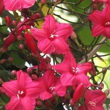 Cardinal Creeper(Ipomoea Horsfalliae) - Creepers & Climbers - Exotic Flora