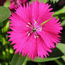 Dianthus Pink - SEASONALS - Exotic Flora