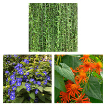 WALL HANGING COMBO