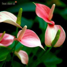 Anthurium Andreanum Baby Pink - Gift Plants - Exotic Flora