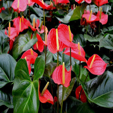 Anthurium Andreanum Red - Gift Plants - Exotic Flora