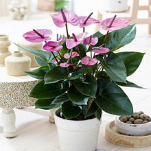 Anthurium Andreanum Violet - Gift Plants - Exotic Flora