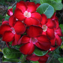 Adenium Red - Flowering Plants - Exotic Flora
