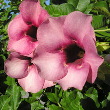 Allamanda purple Or Violet - Flowering Shrubs - Exotic Flora