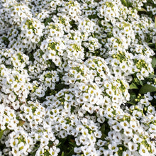 Alyssum-Flower Seeds - Exotic Flora