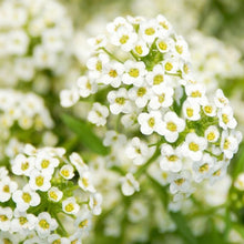 Alyssum-Flower Seeds - Exotic Flora