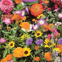 Annual Flowers-Flower Seeds - Exotic Flora