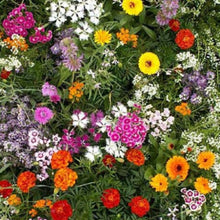 Annual Flowers-Flower Seeds - Exotic Flora