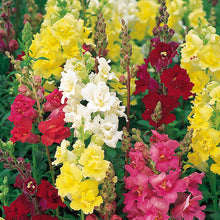 Antirrhinum Mix - Flower Seeds - Exotic Flora