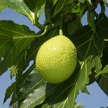 Bread Fruit - Fruit Plants & Tree - Exotic Flora