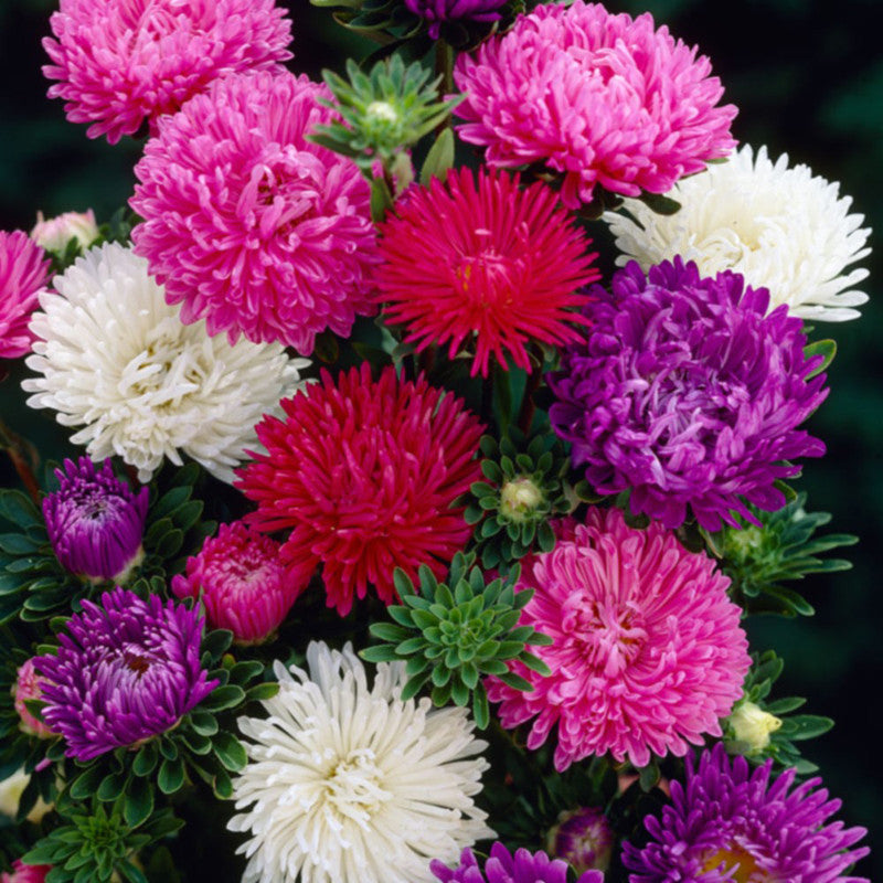 Aster-Flower Seeds– Exotic Flora
