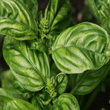 Basil-Vegetable Seeds - Exotic Flora