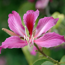 Bauhinia Hybrid - Avenue Trees - Exotic Flora
