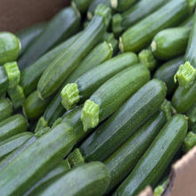 Squash -Vegetable Seeds