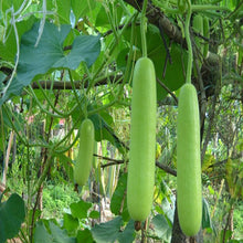 Bottle Gourd-Vegetable Seeds - Exotic Flora