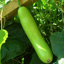 Bottle Gourd-Vegetable Seeds - Exotic Flora