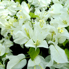 Bougainvillea White - Flowering Shrubs - Exotic Flora